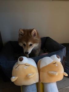 Husky and Shiba Inu Love Warm Indoor Slippers-Footwear-Dogs, Footwear, Shiba Inu, Siberian Husky, Slippers-5