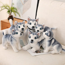 Load image into Gallery viewer, image of a collection of husky stuffed animal plush toys