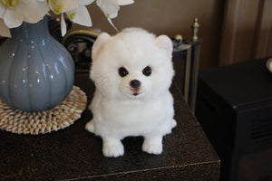 image of an adorable pomeranian stuffed animal plush toy on a table