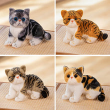 Load image into Gallery viewer, Realistic Exotic Shorthair Cat Plush - Gray and White Tabby Coat - Cute flat-face Kitten-15