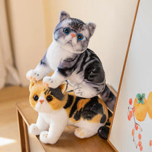 Load image into Gallery viewer, Realistic Exotic Shorthair Cat Plush - Gray and White Tabby Coat - Cute flat-face Kitten-3