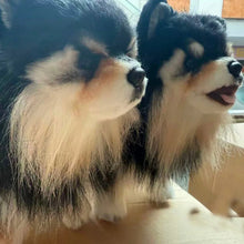 Load image into Gallery viewer, Adorable Black and Tan Pomeranian Plush Toy Gift-3