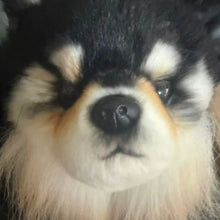 Load image into Gallery viewer, Adorable Black and Tan Pomeranian Plush Toy Gift-4