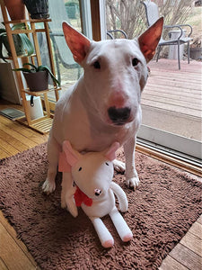 Image of a cutest bull terrier with bull terrier plush toy