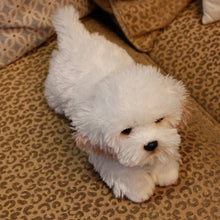 Load image into Gallery viewer, Cutest Lifelike Stretching Maltese Stuffed Animal Plush Toy-Stuffed Animals-Home Decor, Maltese, Stuffed Animal-7