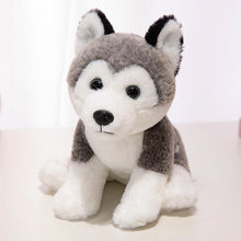 Load image into Gallery viewer, Husky Plush - Perky Ear Cutie - Sitting and Belly Flop Designs-22cm husky-1