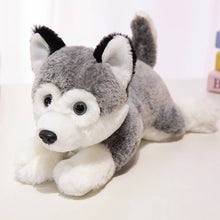 Load image into Gallery viewer, Husky Plush - Perky Ear Cutie - Sitting and Belly Flop Designs-30cm husky-7
