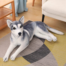 Load image into Gallery viewer, Image of a super cute lying Husky stuffed animal toy in giant size