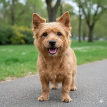 Load image into Gallery viewer, Personalized “A Woman Cannot Survive on Wine…” Norwich Terrier Apron-Personalized Dog Gifts-Accessories,Apron,Dog Mom Gifts,Norwich Terrier,Personalize Artwork-8