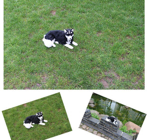 Realistic Black Husky Stuffed Animal Plush Toy-Soft Toy-Dogs, Home Decor, Siberian Husky, Soft Toy, Stuffed Animal-8