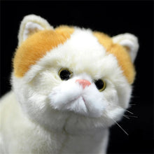 Load image into Gallery viewer, Realistic Cream and White British Shorthair Cat Plush Toy-3