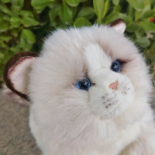 Load image into Gallery viewer, Lifelike 10-inch Ragdoll cat plush with soft white fur, striking blue eyes, brown ears, and delicate whiskers.
