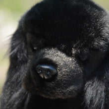 Load image into Gallery viewer, Realistic Standing Black English Cocker Spaniel Stuffed Animal Plush Toy-2