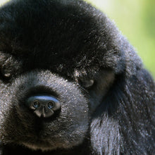 Load image into Gallery viewer, Realistic Standing Black English Cocker Spaniel Stuffed Animal Plush Toy-7