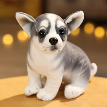 Load image into Gallery viewer, Small Lifelike Blue and White Chihuahua Stuffed Animal Plush Toys - Sitting and Standing-Husky sitting-18cm-16