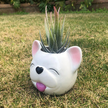 Load image into Gallery viewer, Image of a smiling white frenchie flower pot