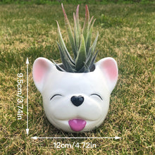Load image into Gallery viewer, Image of a smiling white french bulldog succulent planter