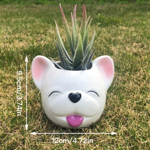 Image of a smiling white french bulldog succulent planter