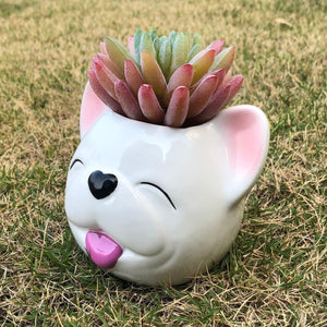 Image of a smiling white french bulldog flower planter