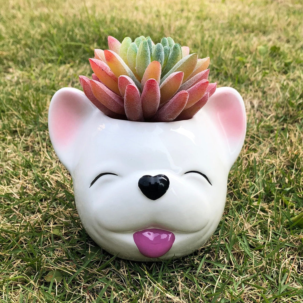 Image of a smiling white french bulldog flower pot
