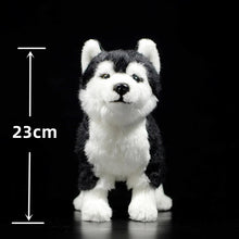 Load image into Gallery viewer, Striking Husky Stuffed Animal Plush Toy with Heterochromia-with opp bag-CN (Origin)-10