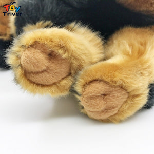 image of an adorable tibetan mastiff stuffed animal plush toy in white background - paw close-up