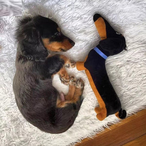 Image of a super cute Dachshund puppy sleeping with Dachshund stuffed animal plush toy on white fur carpet