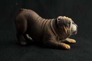Image of a cutest lifelike play bow shape English Bulldog figurine in the color brown made of PVC