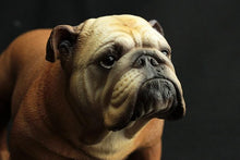 Load image into Gallery viewer, Close image of a cutest brown color English Bulldog statue figurine made of PVC