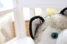 Load image into Gallery viewer, Close ear image of a super cute life size Husky stuffed animal plush toy