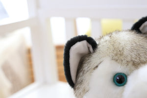 Close ear image of a super cute life size Husky stuffed animal plush toy