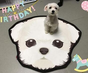 Image of a cutest maltese rug