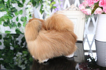 Load image into Gallery viewer, Realistic Lifelike Pekingese Stuffed Animal with Real Fur-Soft Toy-Dogs, Home Decor, Pekingese, Soft Toy, Stuffed Animal-4