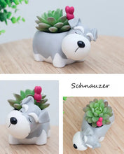 Load image into Gallery viewer, Image of an adorable sleeping Schnauzer planter