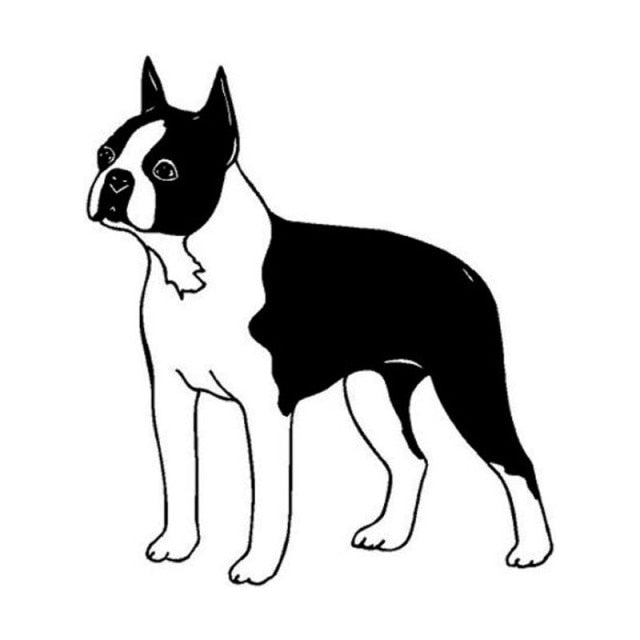 Image of a standing boston terrer car sticker in black color